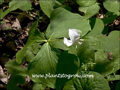 (mid May)